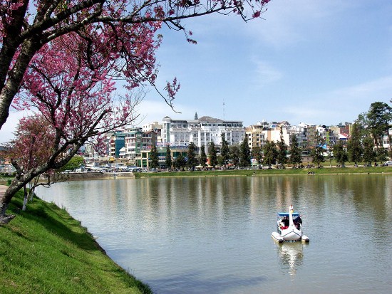Ngày hội hoa anh đào Đà Lạt 